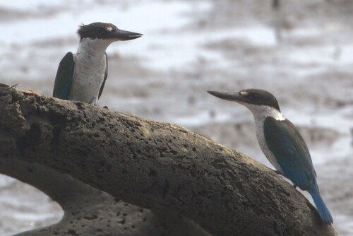 Torresian Kingfisher (Todiramphus sordidus)