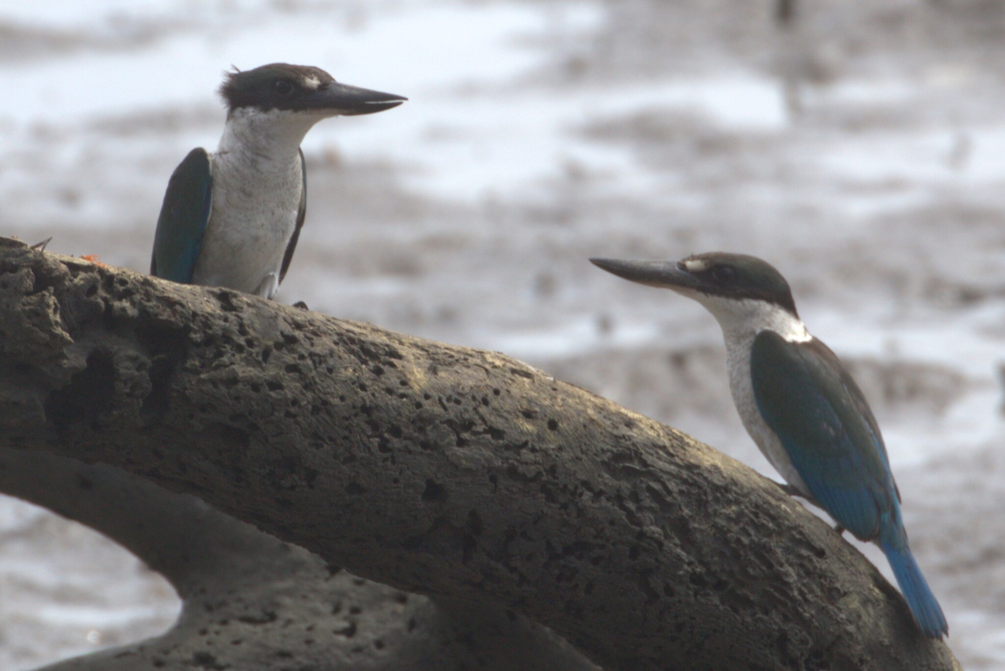 Torresian Kingfisher (Todiramphus sordidus), photo 1