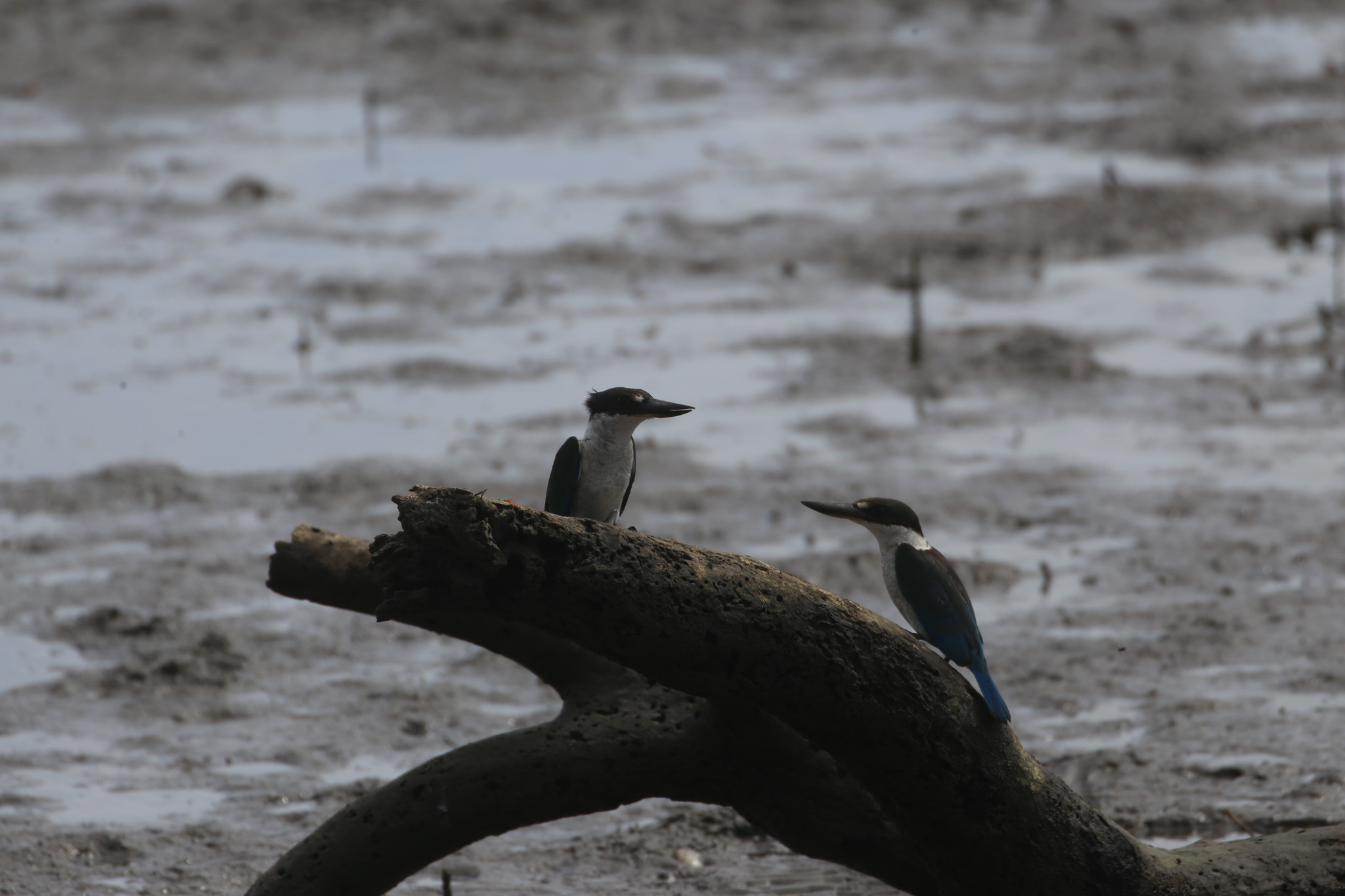 Torresian Kingfisher (Todiramphus sordidus), photo 2