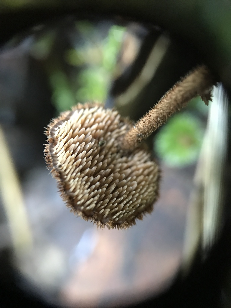 Auriscalpium vulgare · January 2026 · photo: © paganka (iNaturalist, cc-by-nc)