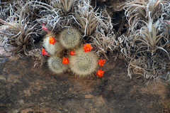 Aylostera fiebrigii