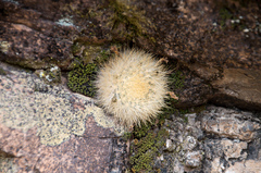 Aylostera fiebrigii
