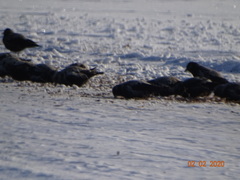 Melanocorypha yeltoniensis