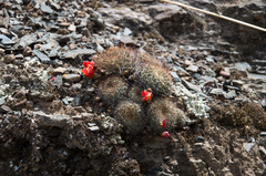 Aylostera fiebrigii
