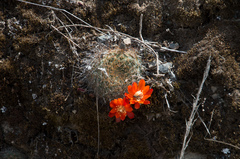 Aylostera fiebrigii
