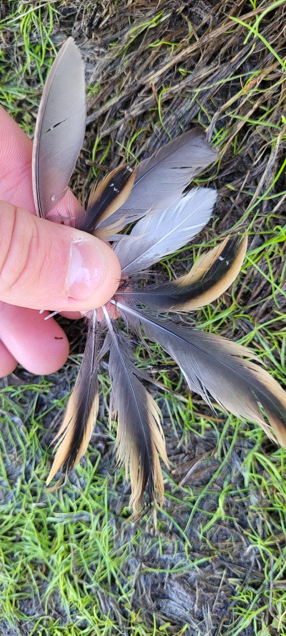 Yellow Rail (Coturnicops noveboracensis), photo 3
