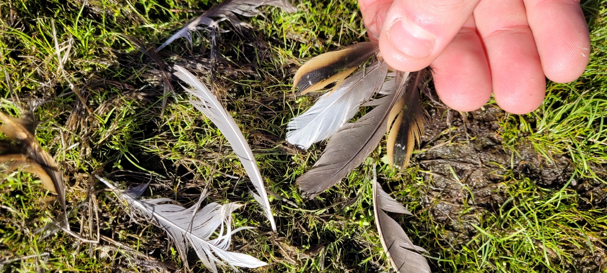 Yellow Rail (Coturnicops noveboracensis), photo 4