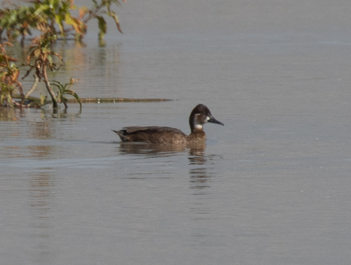 iNaturalist: (c) avocat, some rights reserved (CC BY-NC), uploaded by avocat iNaturalist image