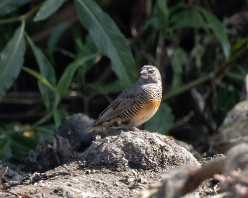 iNaturalist image
