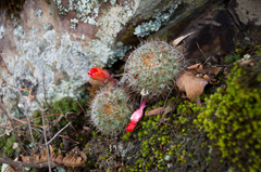 Aylostera fiebrigii