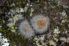 Aylostera fiebrigii