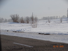 Melanocorypha yeltoniensis