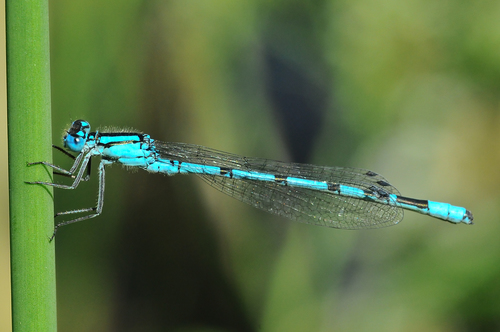 Common Blue Damselfly, photo 3 of 8
