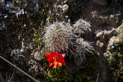 Aylostera fiebrigii