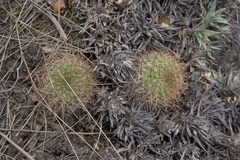 Aylostera fiebrigii