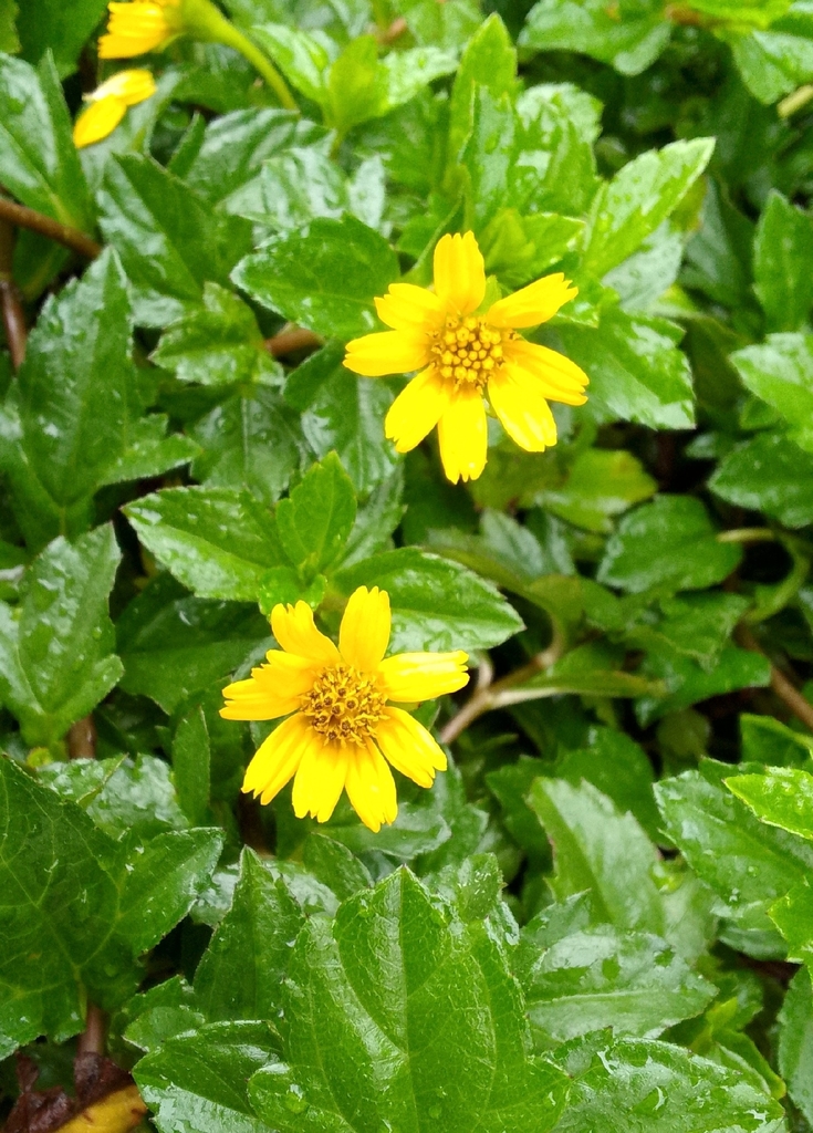 Bay Biscayne creeping-oxeye (Sphagneticola trilobata)