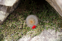 Aylostera fiebrigii