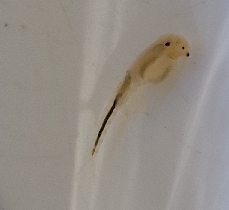 Vernal Pool Fairy Shrimp
