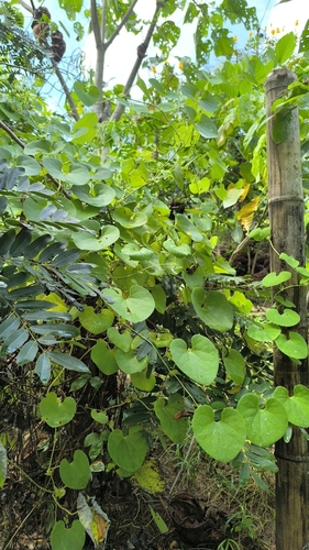 Gaping dutchman's pipe (Aristolochia ringens)