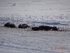 Melanocorypha yeltoniensis