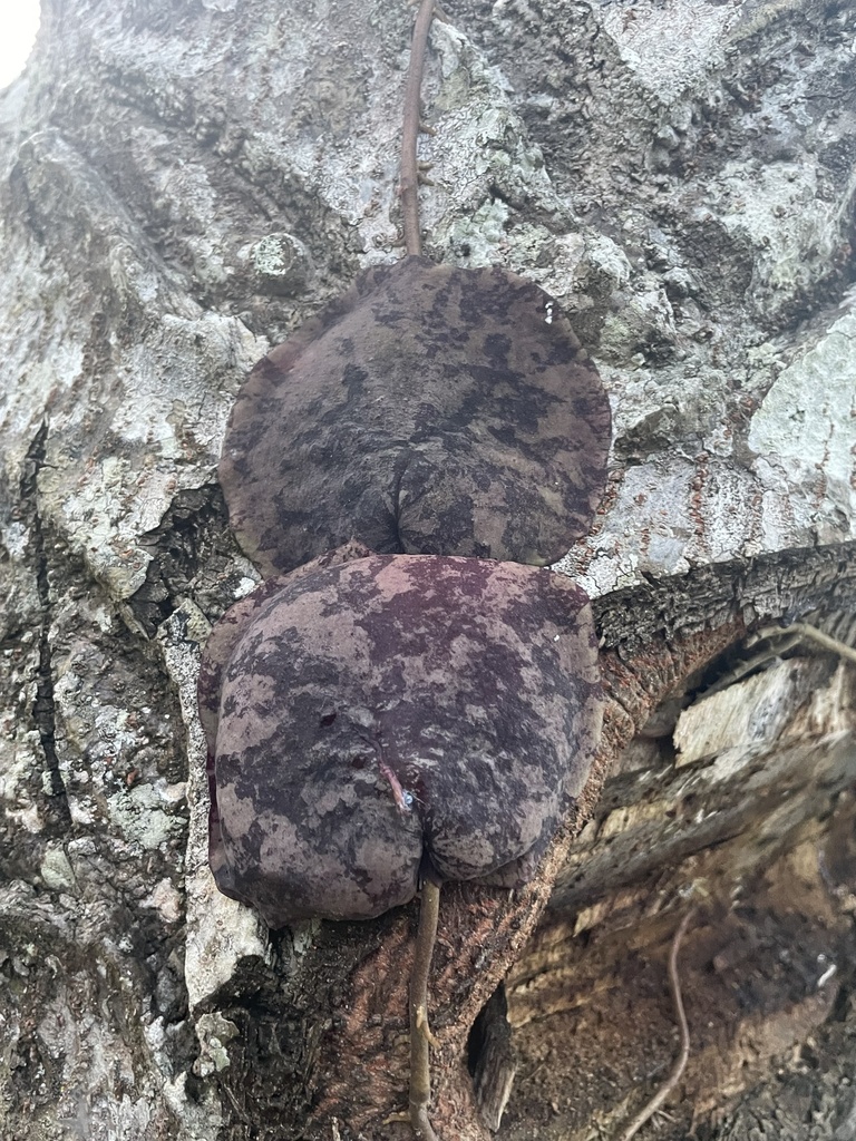 Hoya imbricata (Hoya imbricata)
