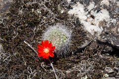 Aylostera fiebrigii