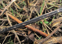 Aporhytisma urticae