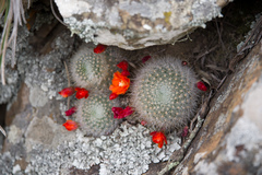 Aylostera fiebrigii