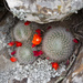 Rebutia fiebrigii - Photo (c) Martin Lowry, some rights reserved (CC BY-NC), uploaded by Martin Lowry