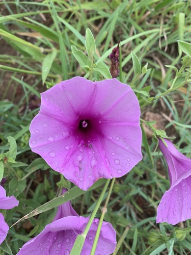 Ipomoea crassipes var. crassipes image