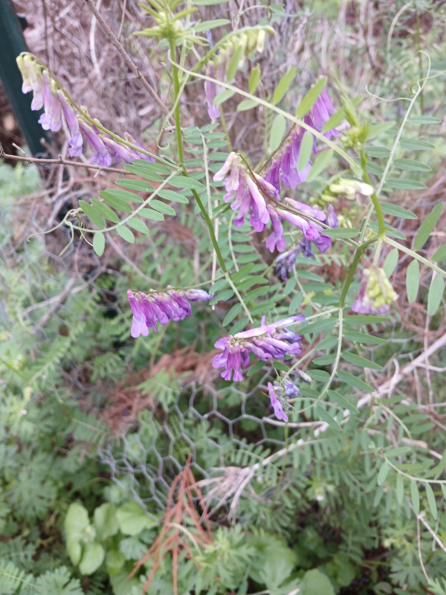 Hairy vetch