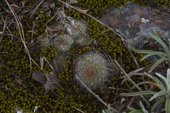 Aylostera fiebrigii