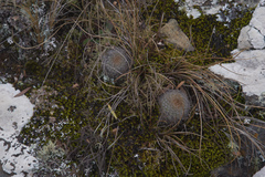 Aylostera fiebrigii