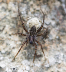 Pardosa riparia