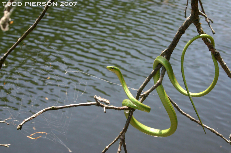 Rough Greensnake  State of Tennessee, Wildlife Resources Agency