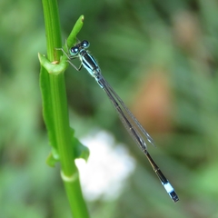 Ischnura elegans