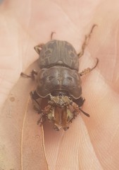 Ryssonotus nebulosus
