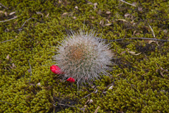 Aylostera fiebrigii