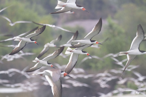 iNaturalist observation photo of Black Skimmer