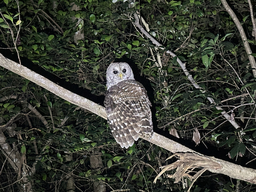 View observation of {o.common_name} on iNaturalist