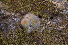 Aylostera fiebrigii