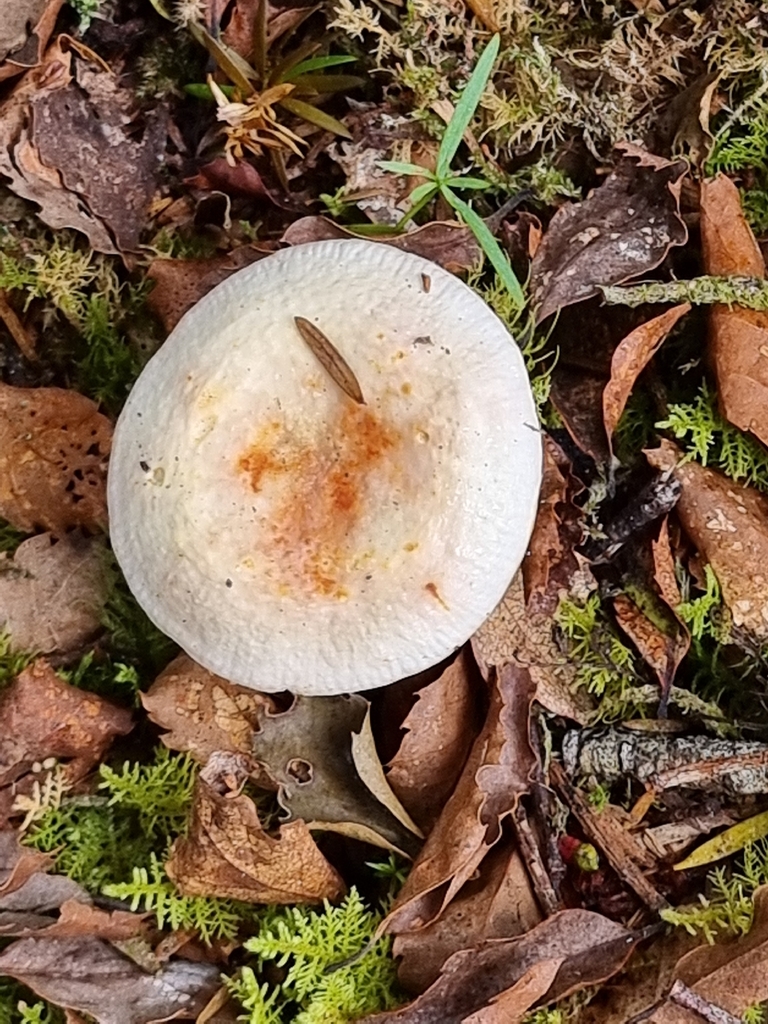 Russula purpureotincta · January 2026 · photo: © joss33 (iNaturalist, cc-by)