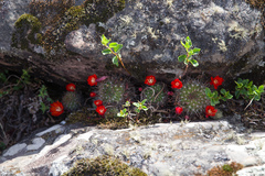 Aylostera fiebrigii
