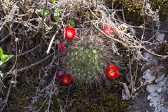 Aylostera fiebrigii
