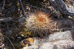 Aylostera fiebrigii