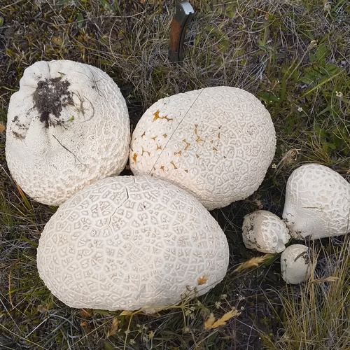 Mosaic puffball