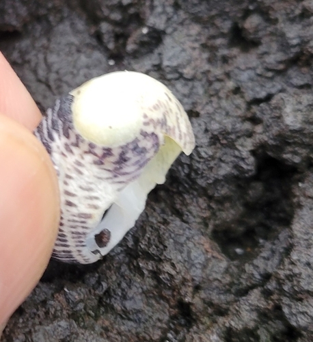 Nerita picea