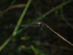 Leptogastrinae