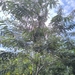 Acacia amarilla