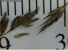 Muhlenbergia mexicana